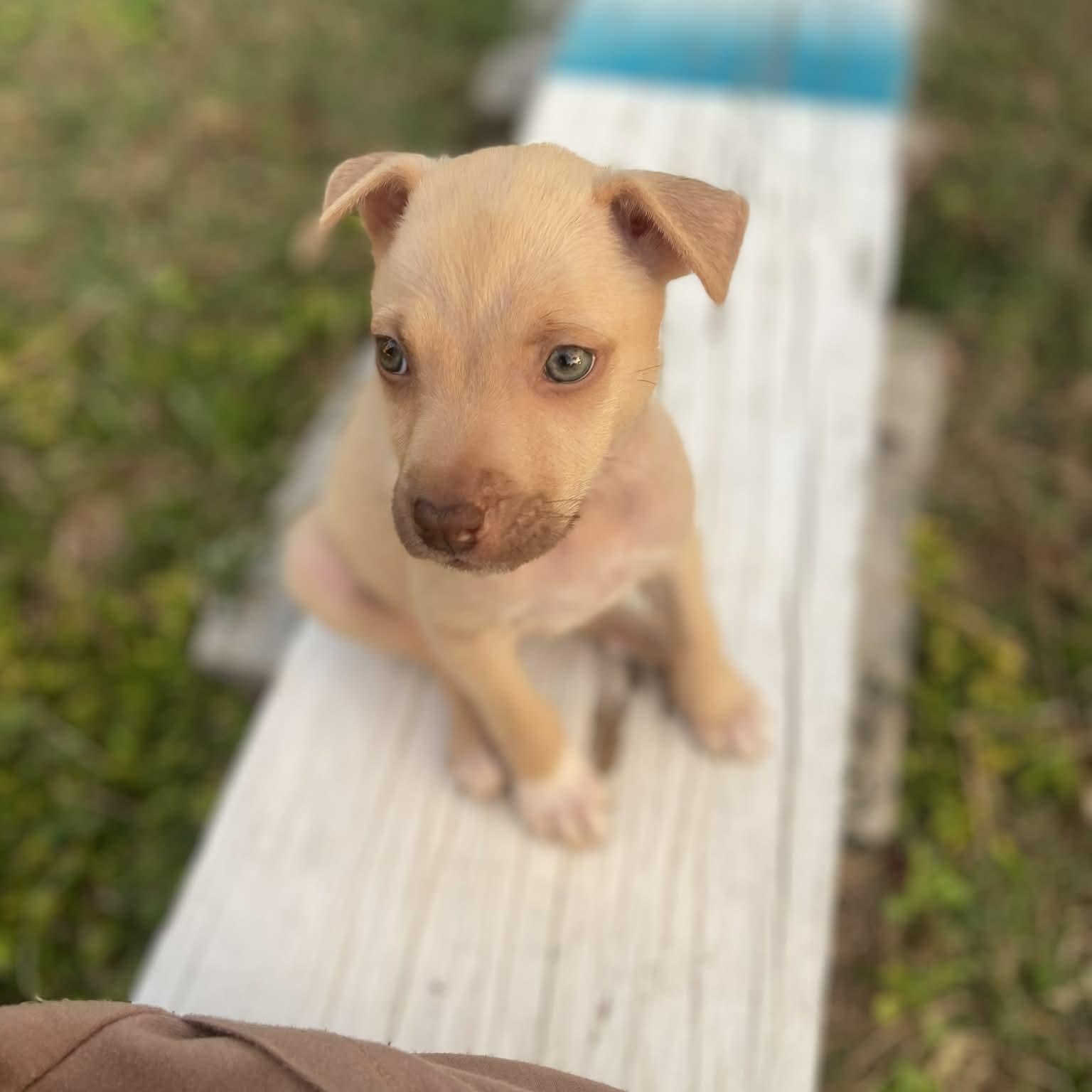 Enlarge Tory, a ADOPTABLE mixed breed in Oakdale, PA image 4/6
