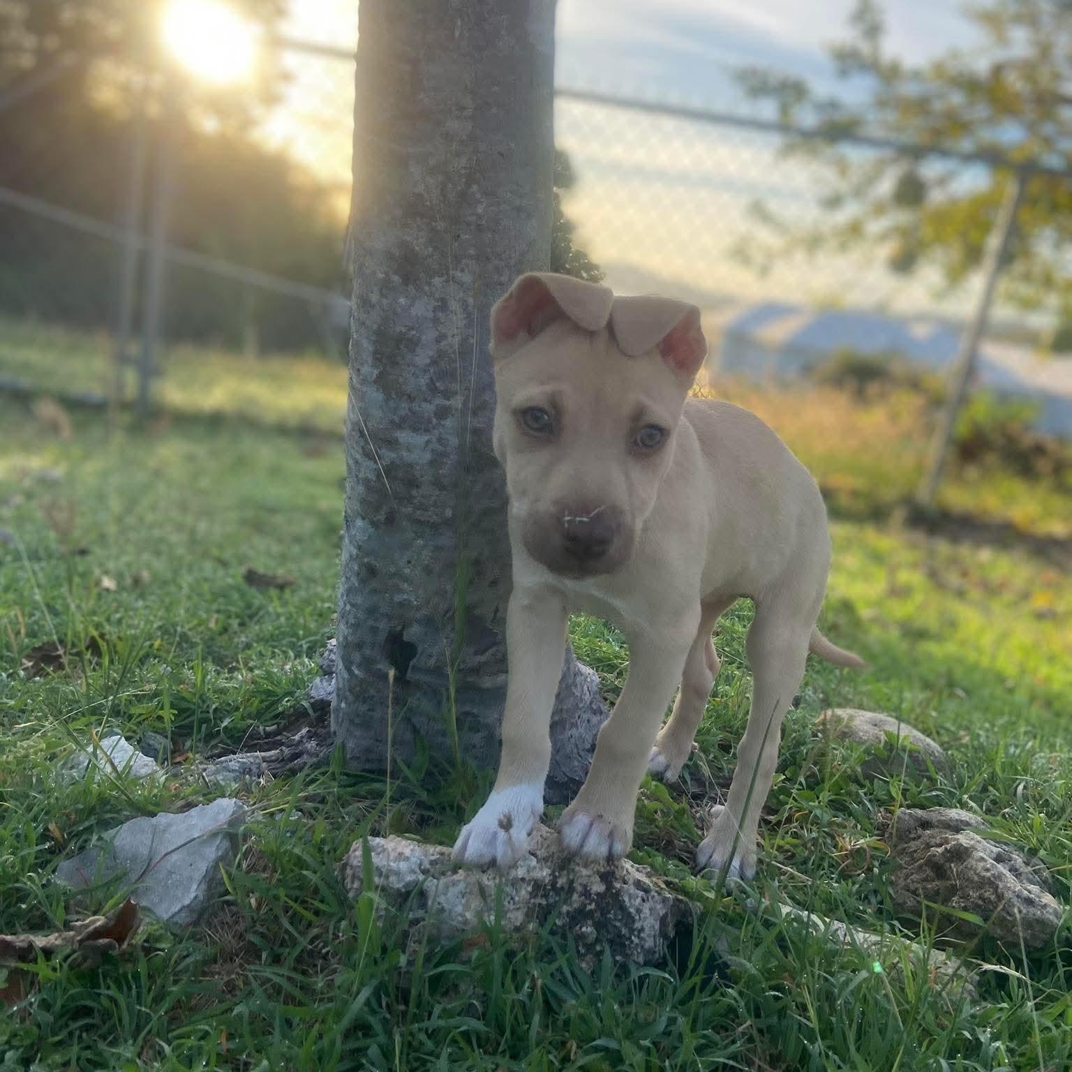 Enlarge Tory, a ADOPTABLE mixed breed in Oakdale, PA image 3/6