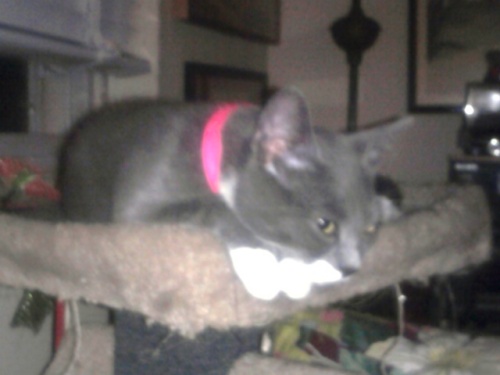 URGENT ! MISSING/STOLEN Pearl, a Adoptable mixed breed in South River, NJ image 1/6