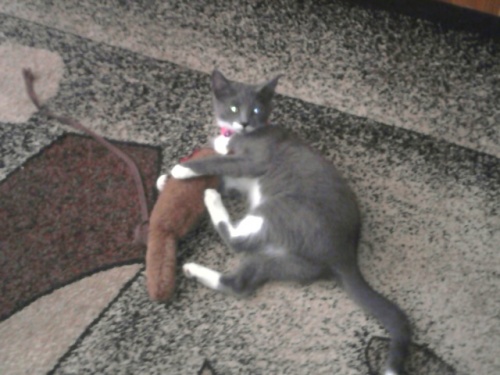 URGENT ! MISSING/STOLEN Pearl, a Adoptable mixed breed in South River, NJ image 2/6