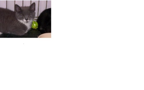 URGENT ! MISSING/STOLEN Pearl, a Adoptable mixed breed in South River, NJ image 3/6