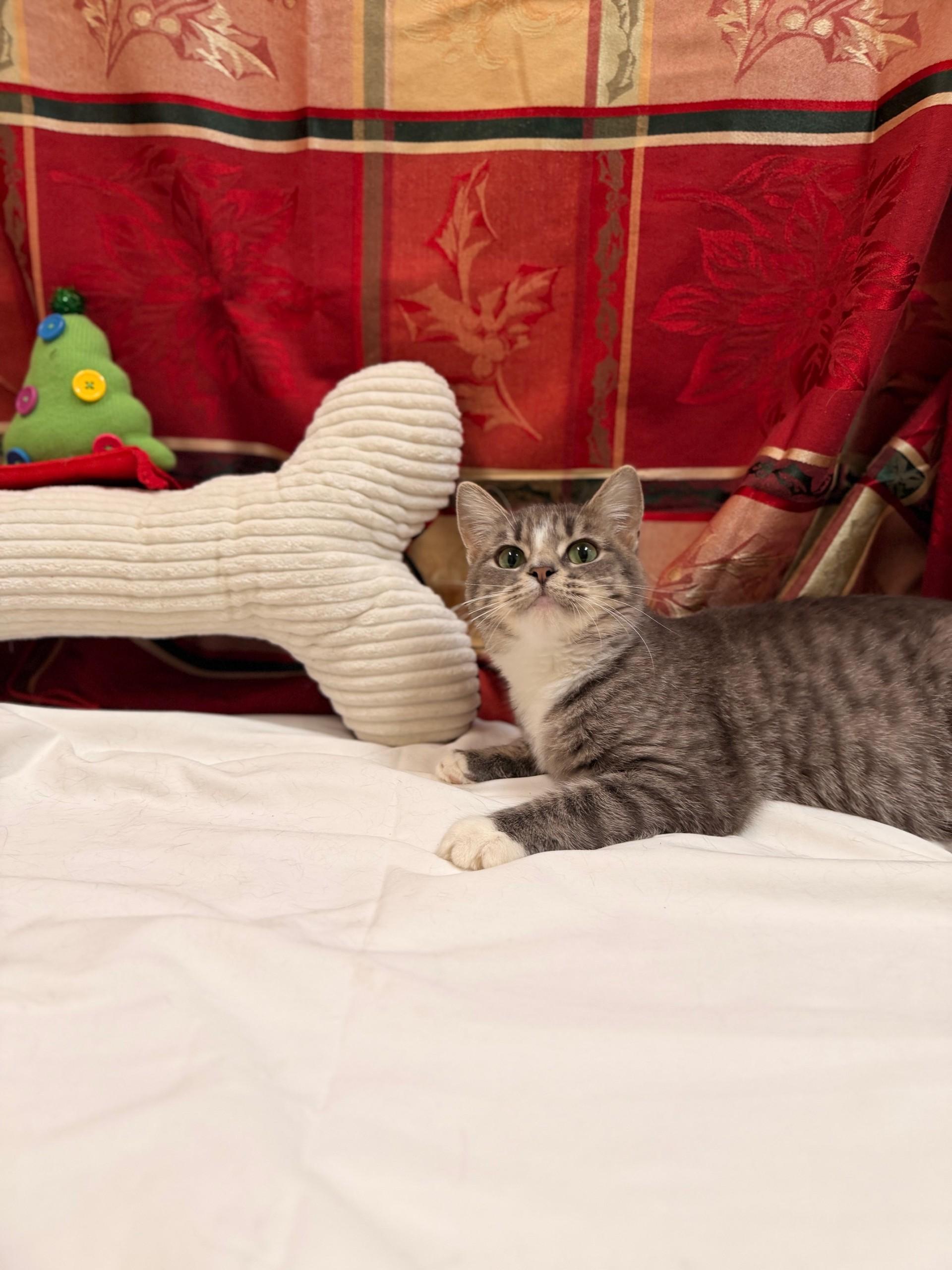 Enlarge Tootsie, an adoptable mixed breed in Upper Sandusky, OH image 1/4