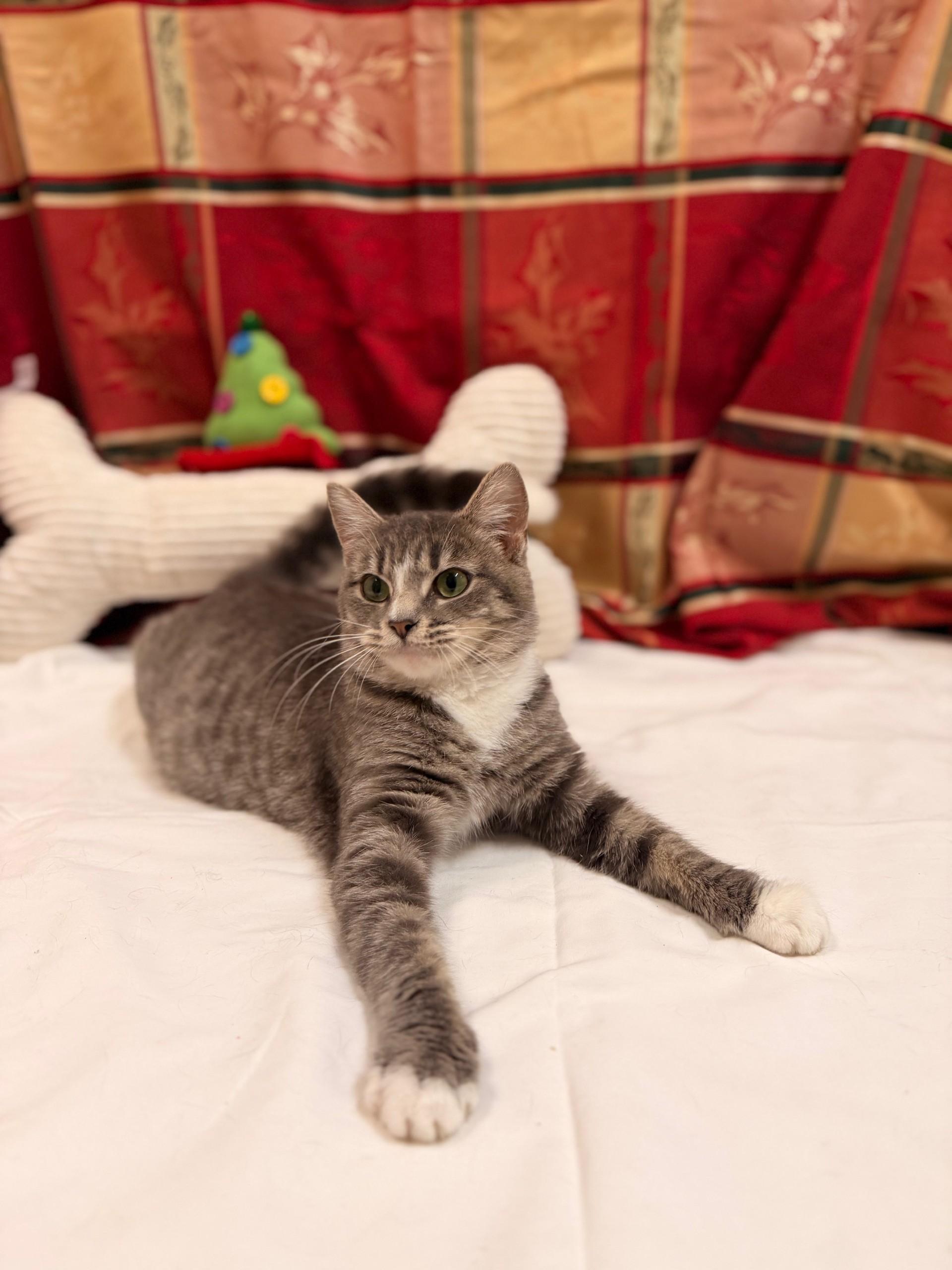 Enlarge Tootsie, an adoptable mixed breed in Upper Sandusky, OH image 2/4