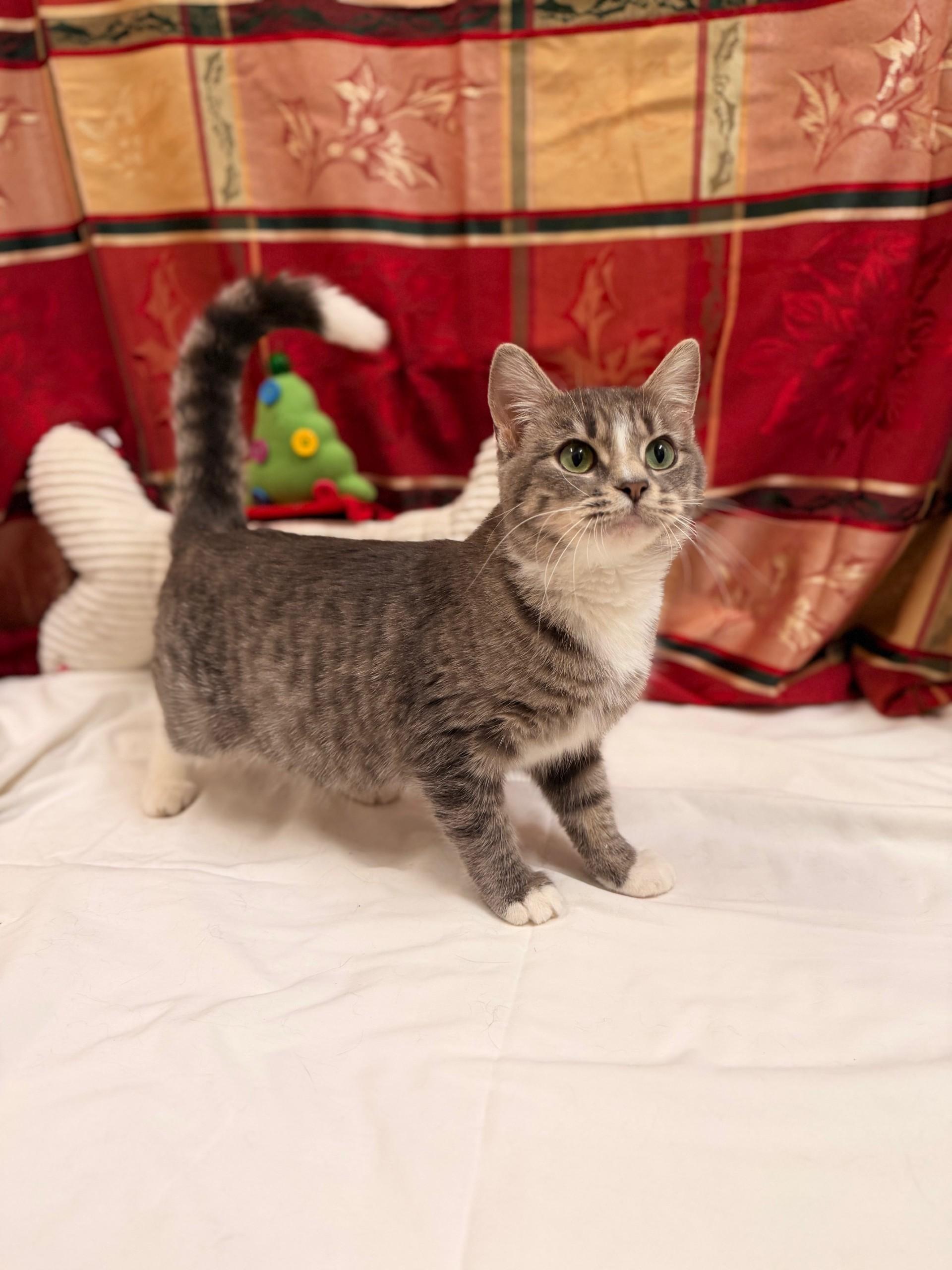 Enlarge Tootsie, an adoptable mixed breed in Upper Sandusky, OH image 3/4