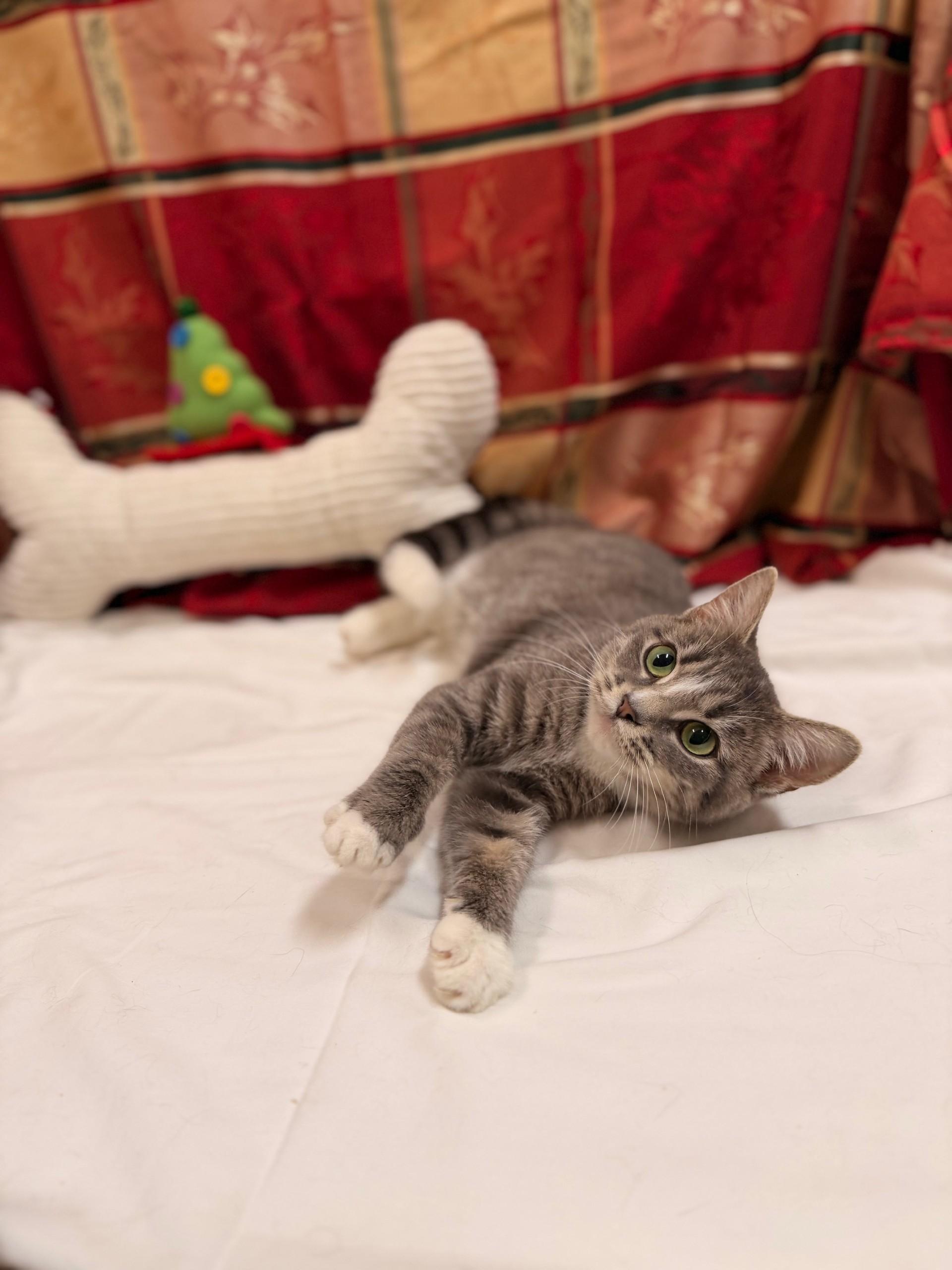 Enlarge Tootsie, an adoptable mixed breed in Upper Sandusky, OH image 4/4