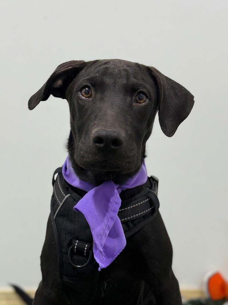 Enlarge Lance, a Adoptable mixed breed in Las Vegas, NV image 1/1