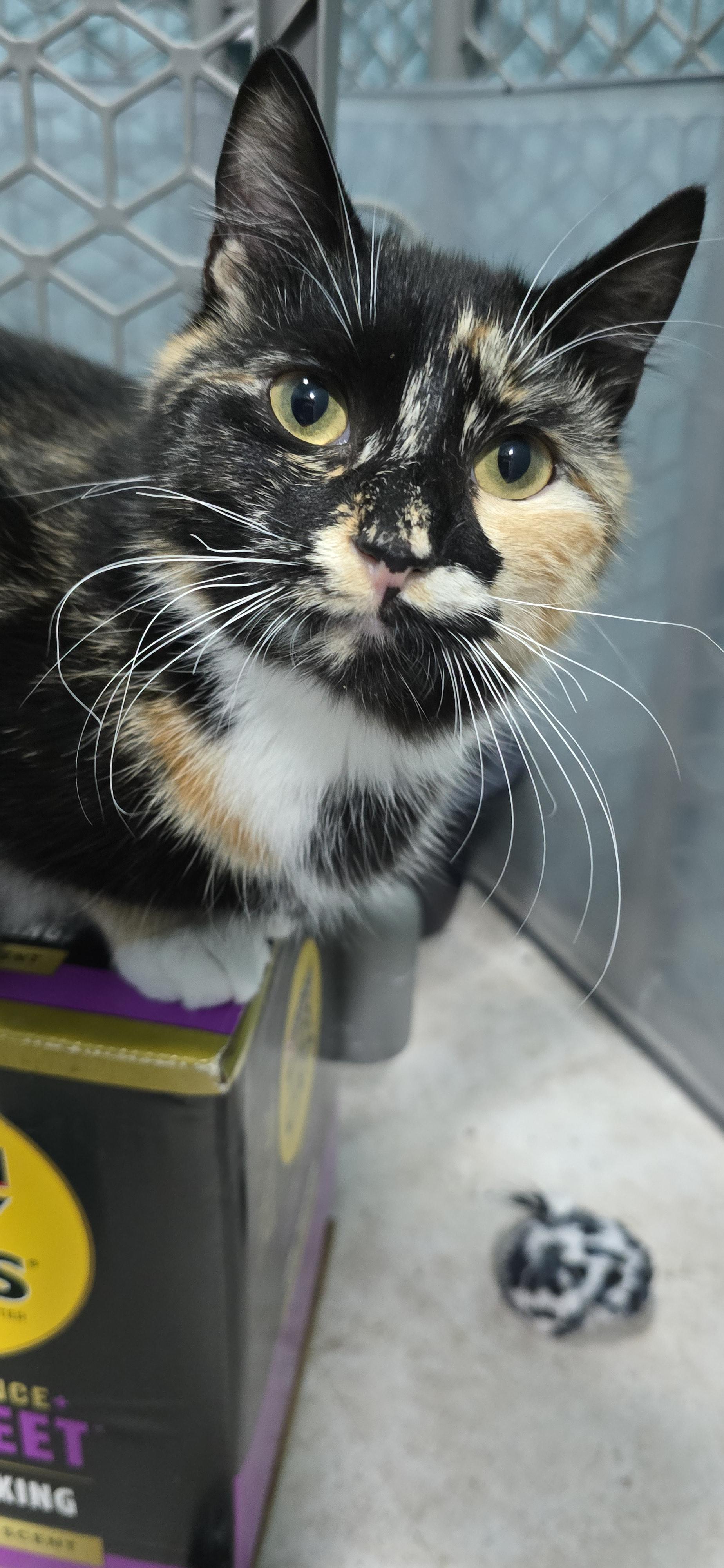 Enlarge Autumn, a ADOPTABLE Domestic Short Hair in Arlington, WA image 6/6