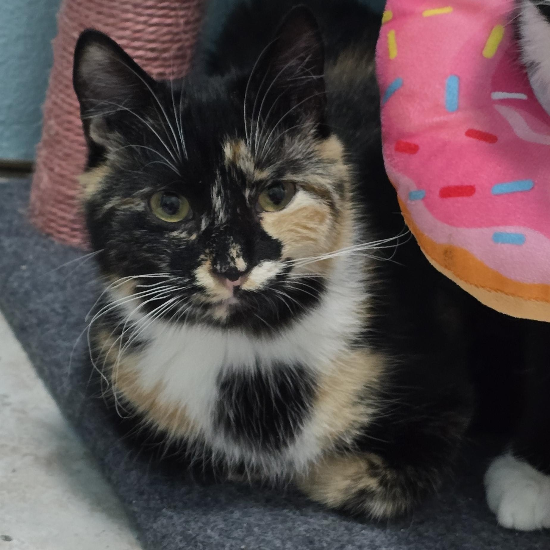 Enlarge Autumn, a ADOPTABLE Domestic Short Hair in Arlington, WA image 3/6