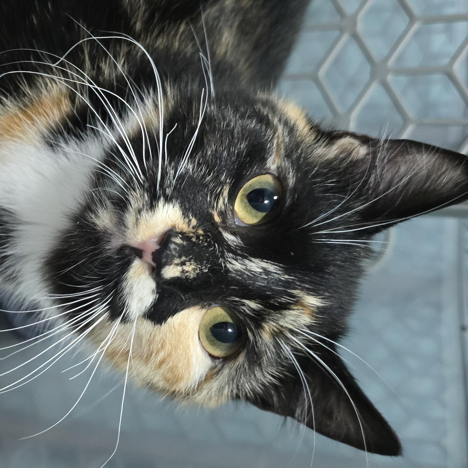 Enlarge Autumn, a ADOPTABLE Domestic Short Hair in Arlington, WA image 4/6