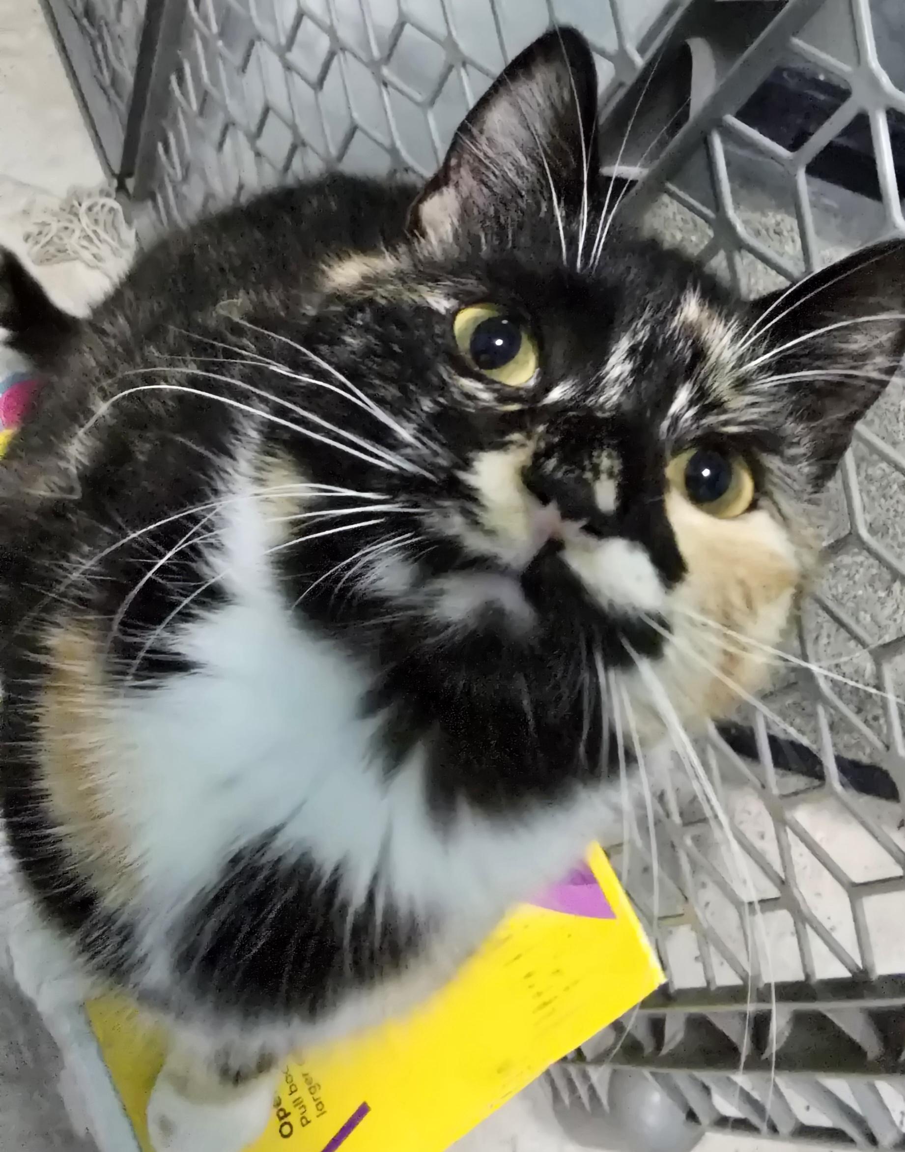 Enlarge Autumn, a ADOPTABLE Domestic Short Hair in Arlington, WA image 2/6