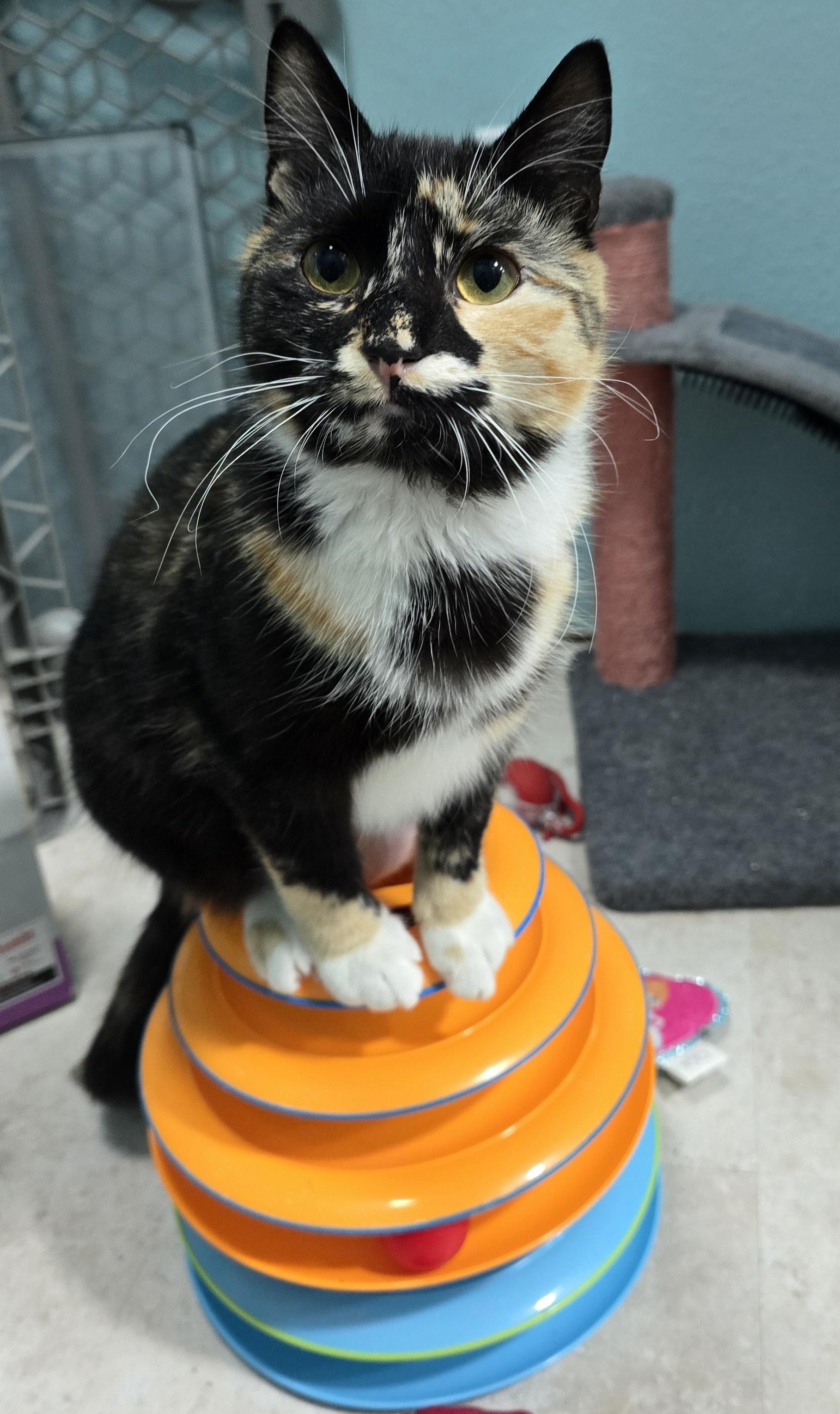 Autumn, ADOPTABLE, Young Female Domestic Short Hair.