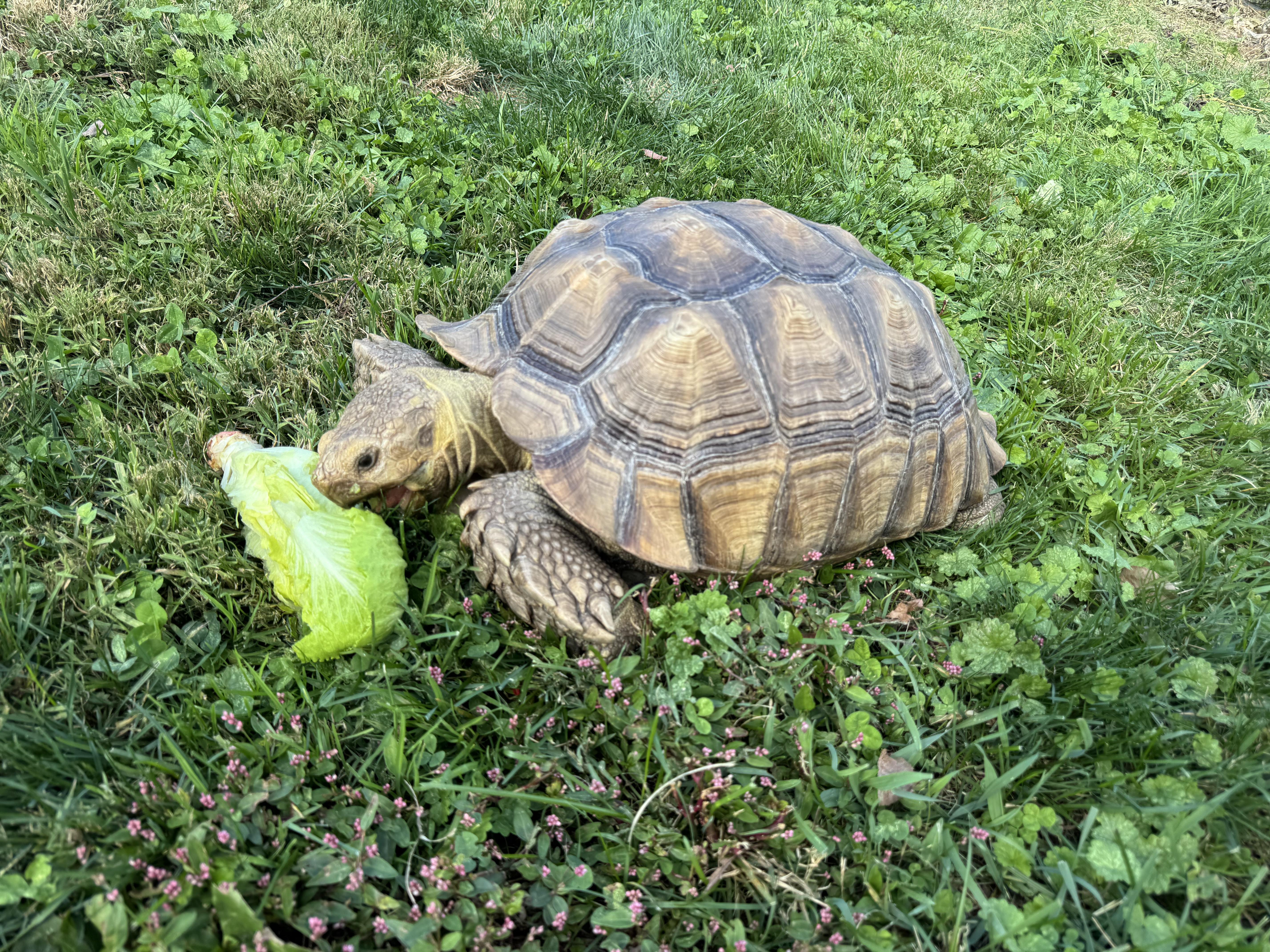 Enlarge Hank Sulcata Tort, a Adoptable Sulcata in Randolph, NJ image 2/3
