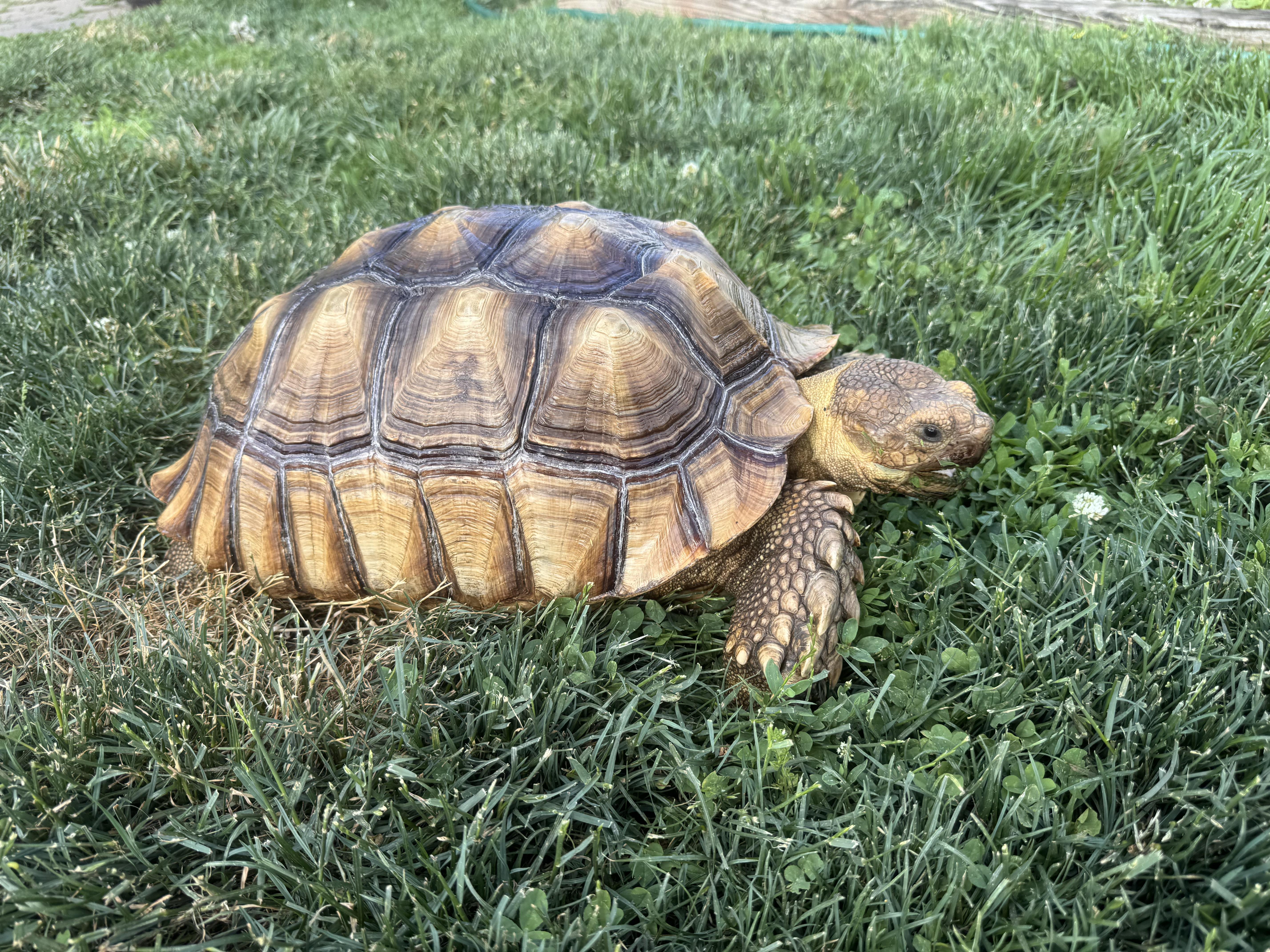 Enlarge Hank Sulcata Tort, a Adoptable Sulcata in Randolph, NJ image 3/3