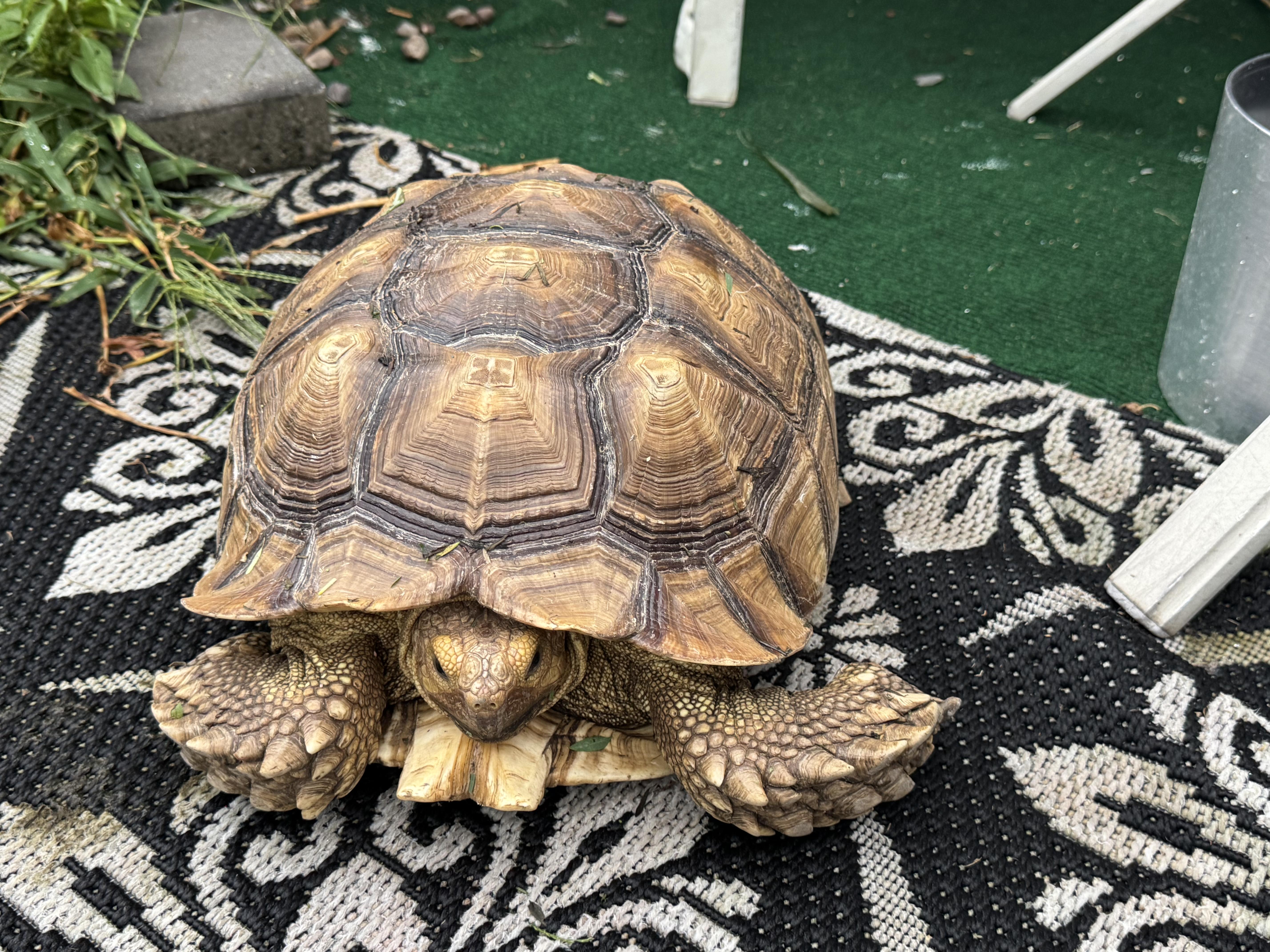 Hank Sulcata Tort, Adoptable, Adult Male Sulcata.