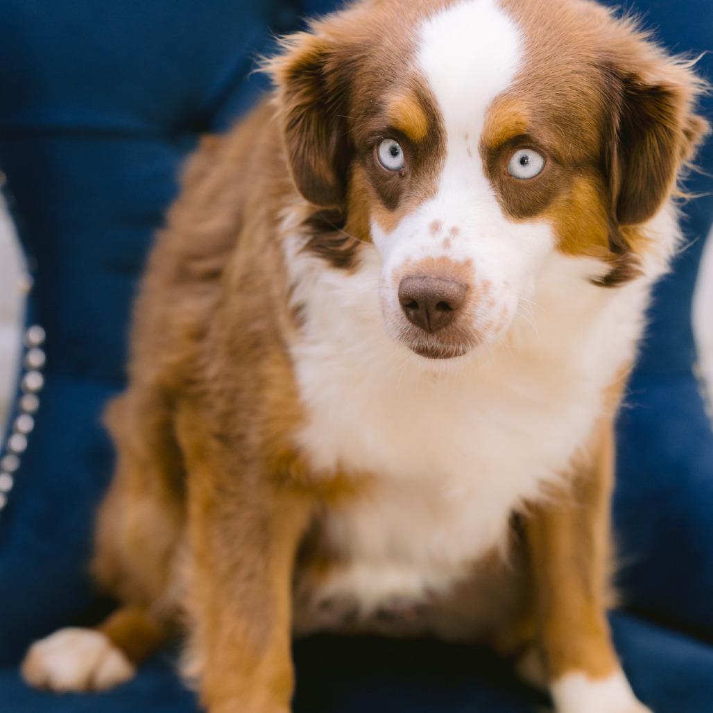 Reeses, adopted, Adult Female Australian Shepherd.