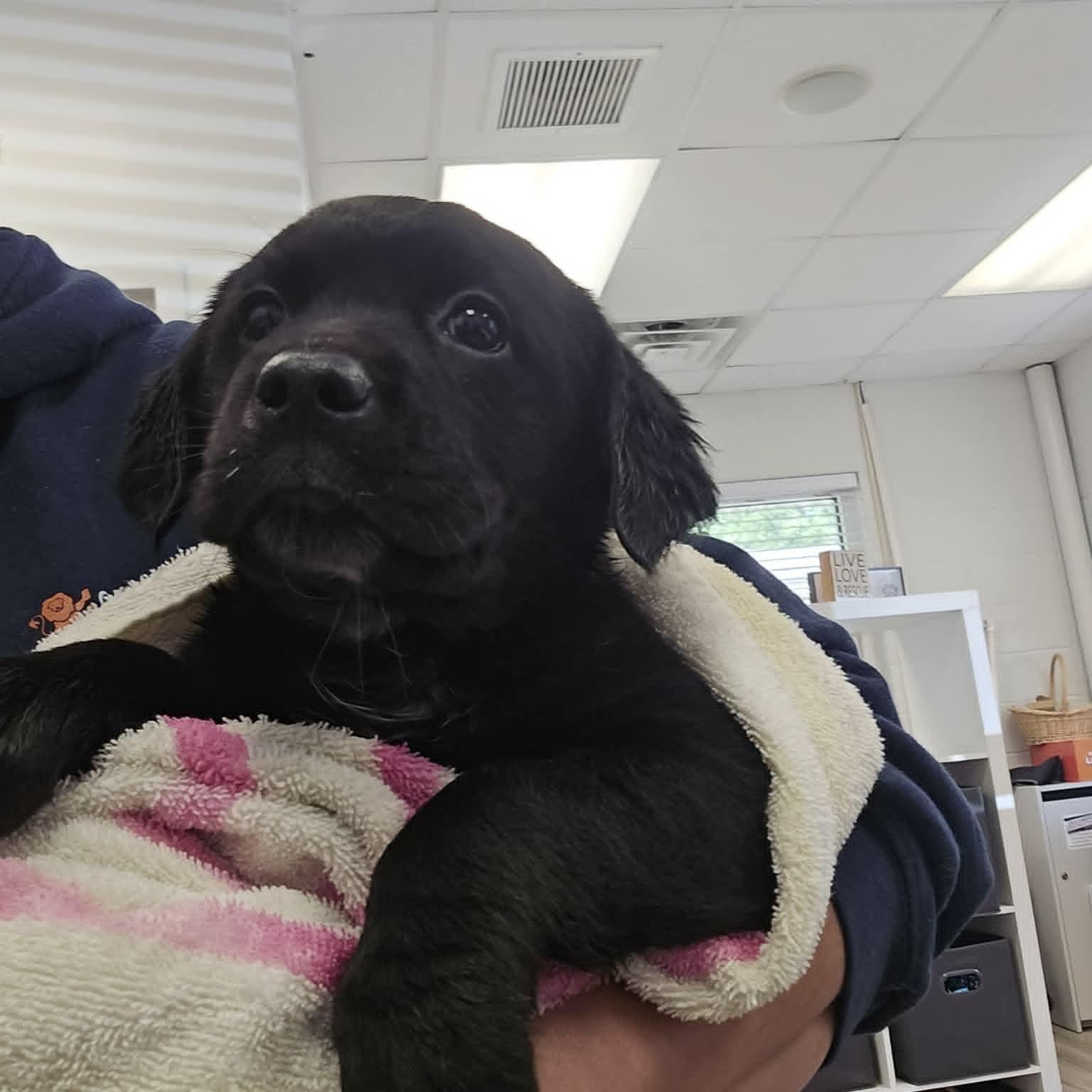 Sabrina, adopted, Puppy Female Retriever.