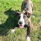 Cubbie, a Adoptable mixed breed in Toledo, OH image 2/5