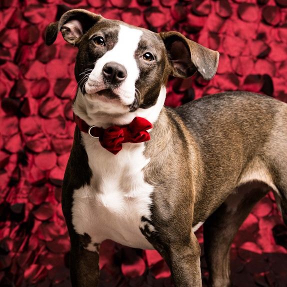 Cubbie, Adoptable, Young Female Pit Bull Terrier.