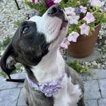 Cubbie, a Adoptable mixed breed in Toledo, OH image 3/5