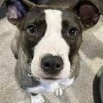 Cubbie, a Adoptable mixed breed in Toledo, OH image 4/5