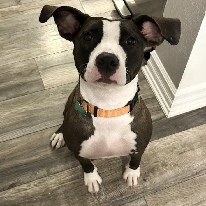 Cubbie, Adoptable, Young Female Pit Bull Terrier.