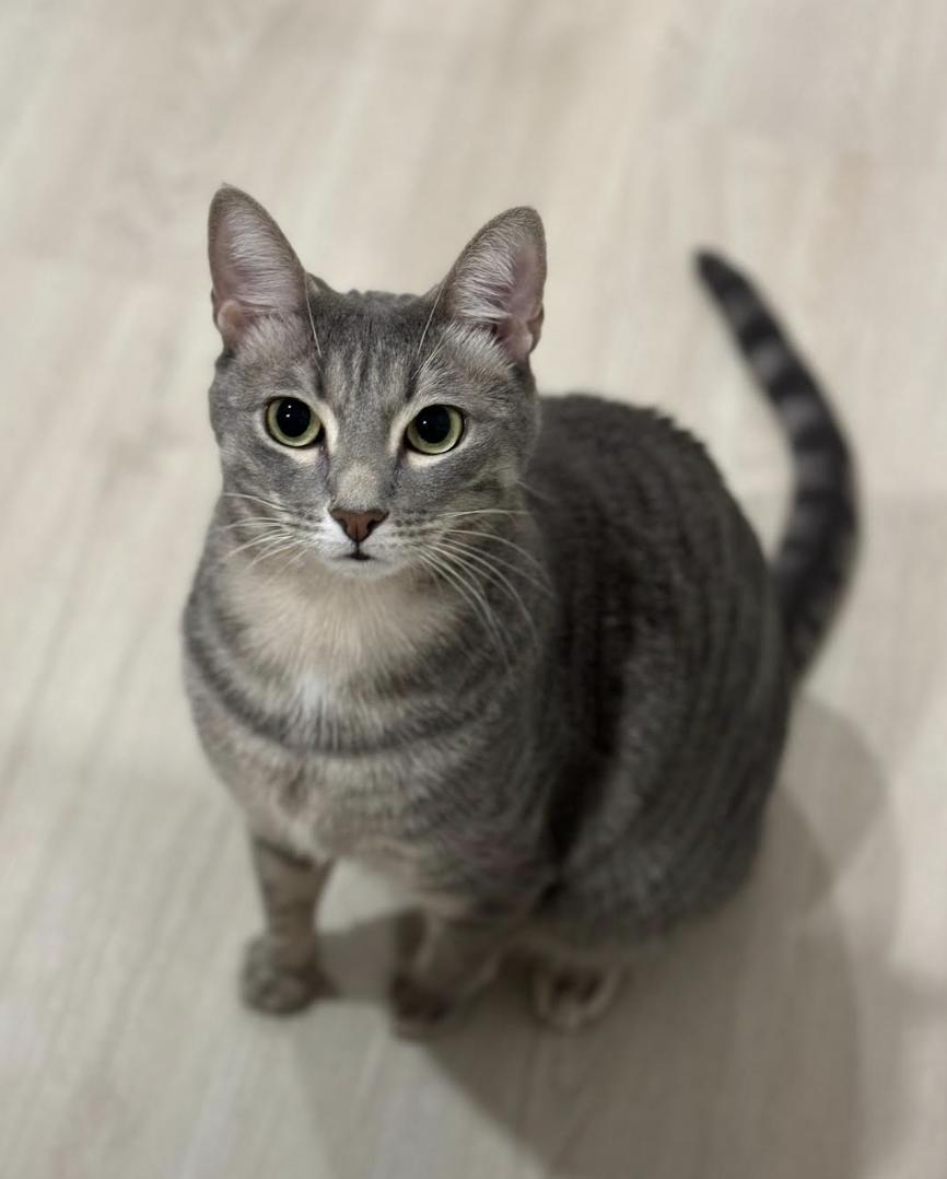 Nisha, a Adoptable mixed breed in New York, NY image 1/5