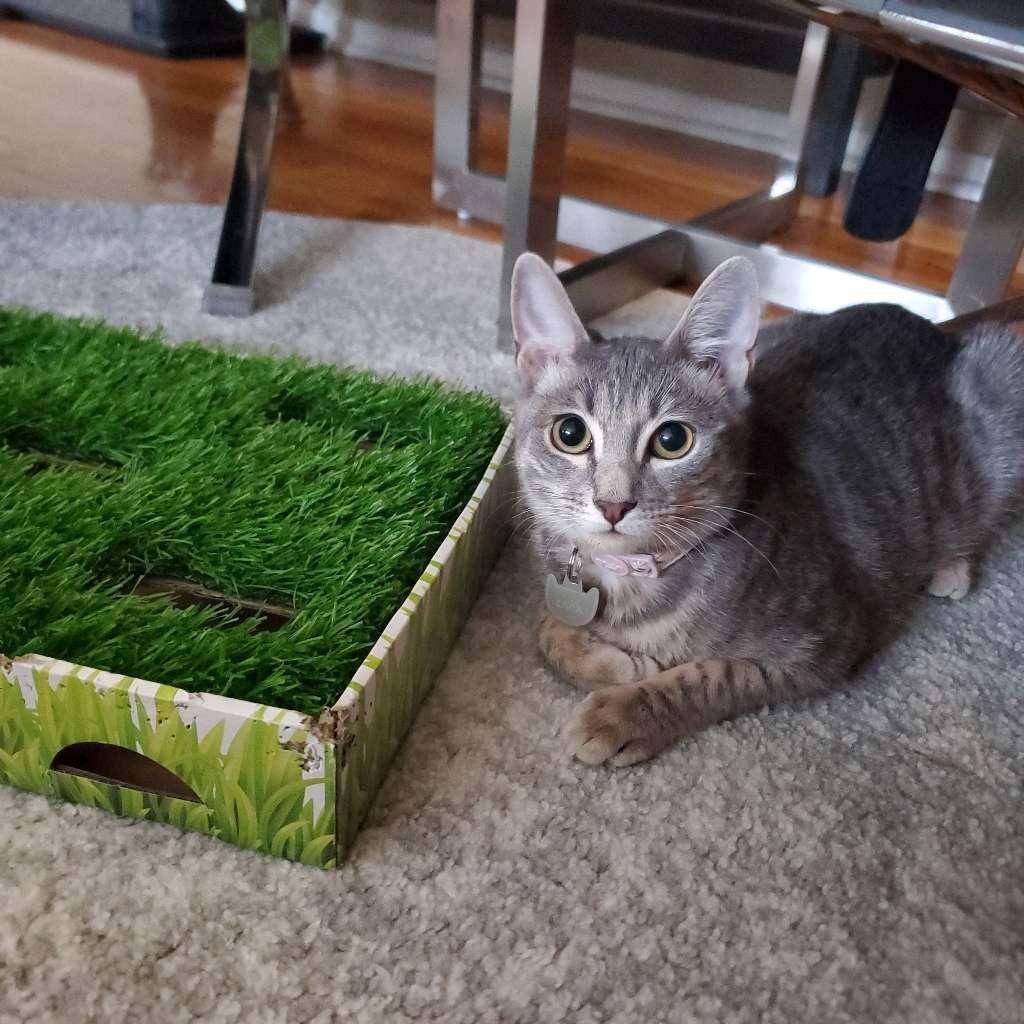 Nisha, a Adoptable mixed breed in New York, NY image 2/5