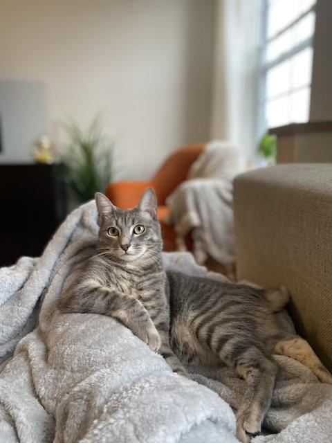 Nisha, a Adoptable mixed breed in New York, NY image 4/5