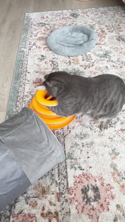 Enlarge Nisha, a Adoptable mixed breed in New York, NY video 5/5