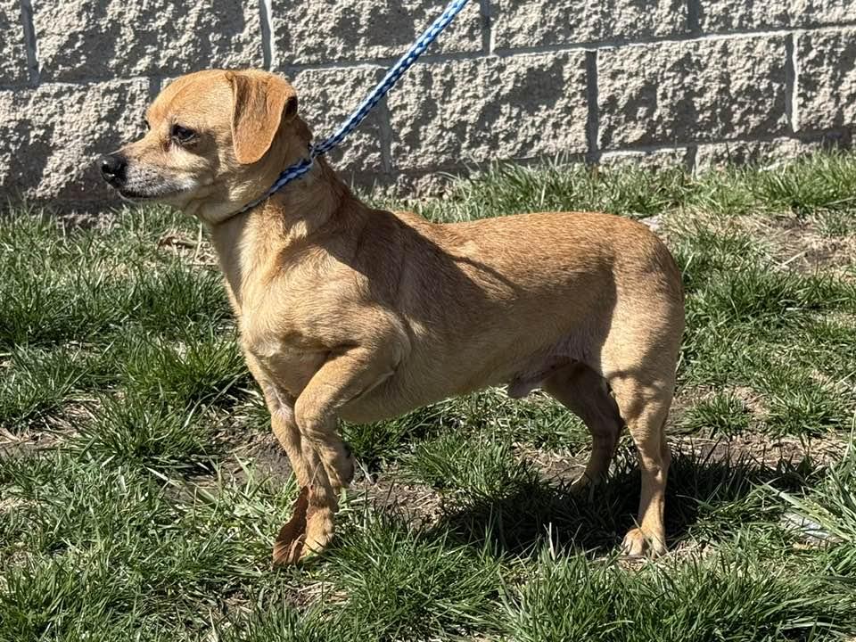 Wallie, Adopted, Adult Male Chihuahua.