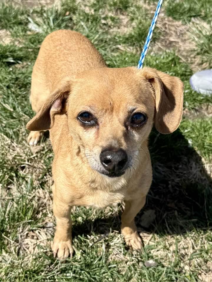 Wallie, a Adopted Chihuahua in Lee's Summit, MO image 2/3
