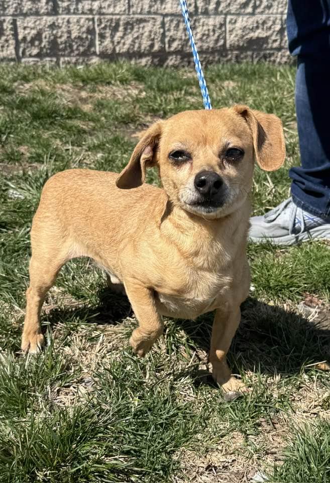Wallie, a Adopted Chihuahua in Lee's Summit, MO image 3/3