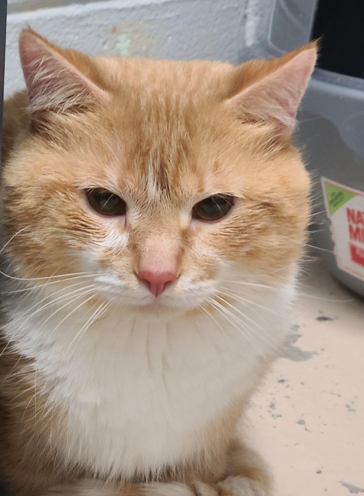 Pita, Adopted, Adult Male Domestic Short Hair.
