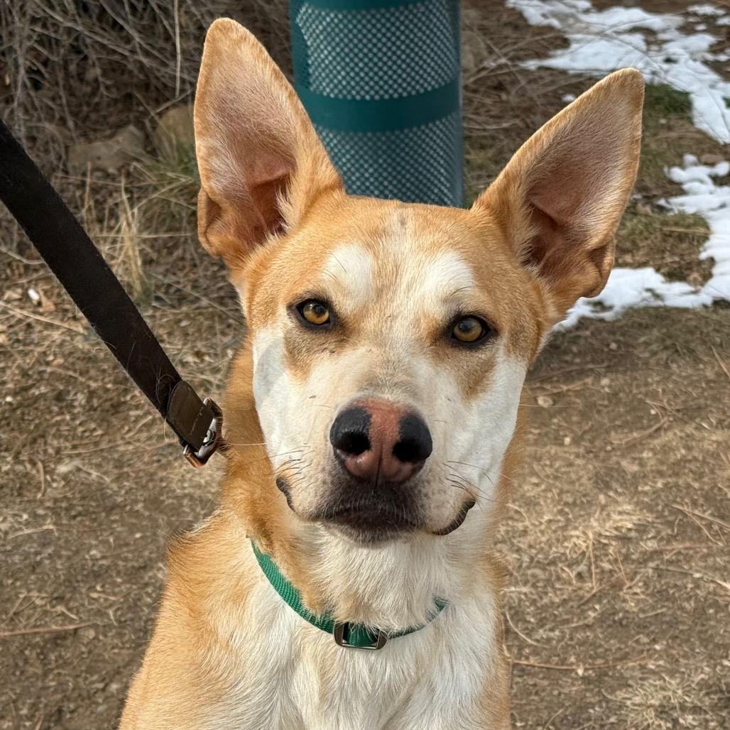 Enlarge Bubba, a Adoptable Husky in Durango, CO image 1/6