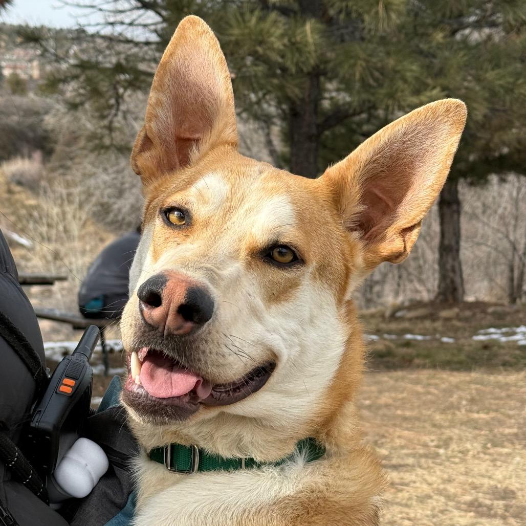 Enlarge Bubba, a Adoptable Husky in Durango, CO image 2/6
