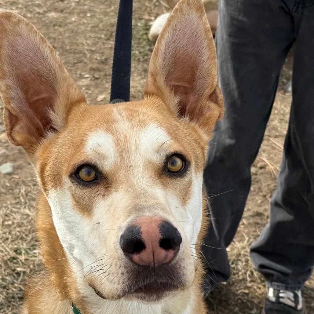 Enlarge Bubba, a Adoptable Husky in Durango, CO image 6/6