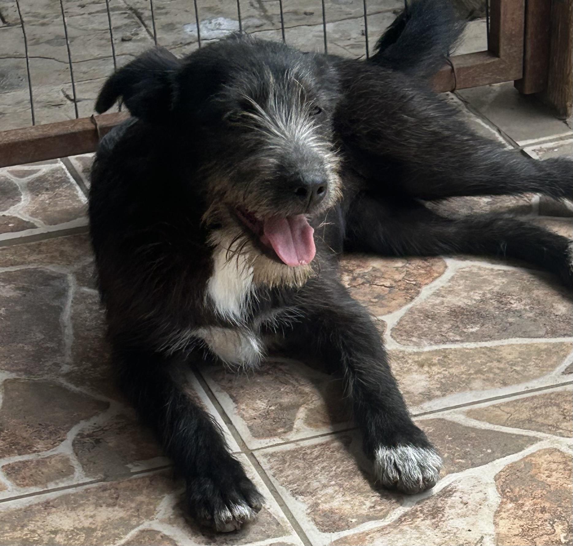 Enlarge Daisy, a ADOPTABLE mixed breed in San Diego, CA image 5/5