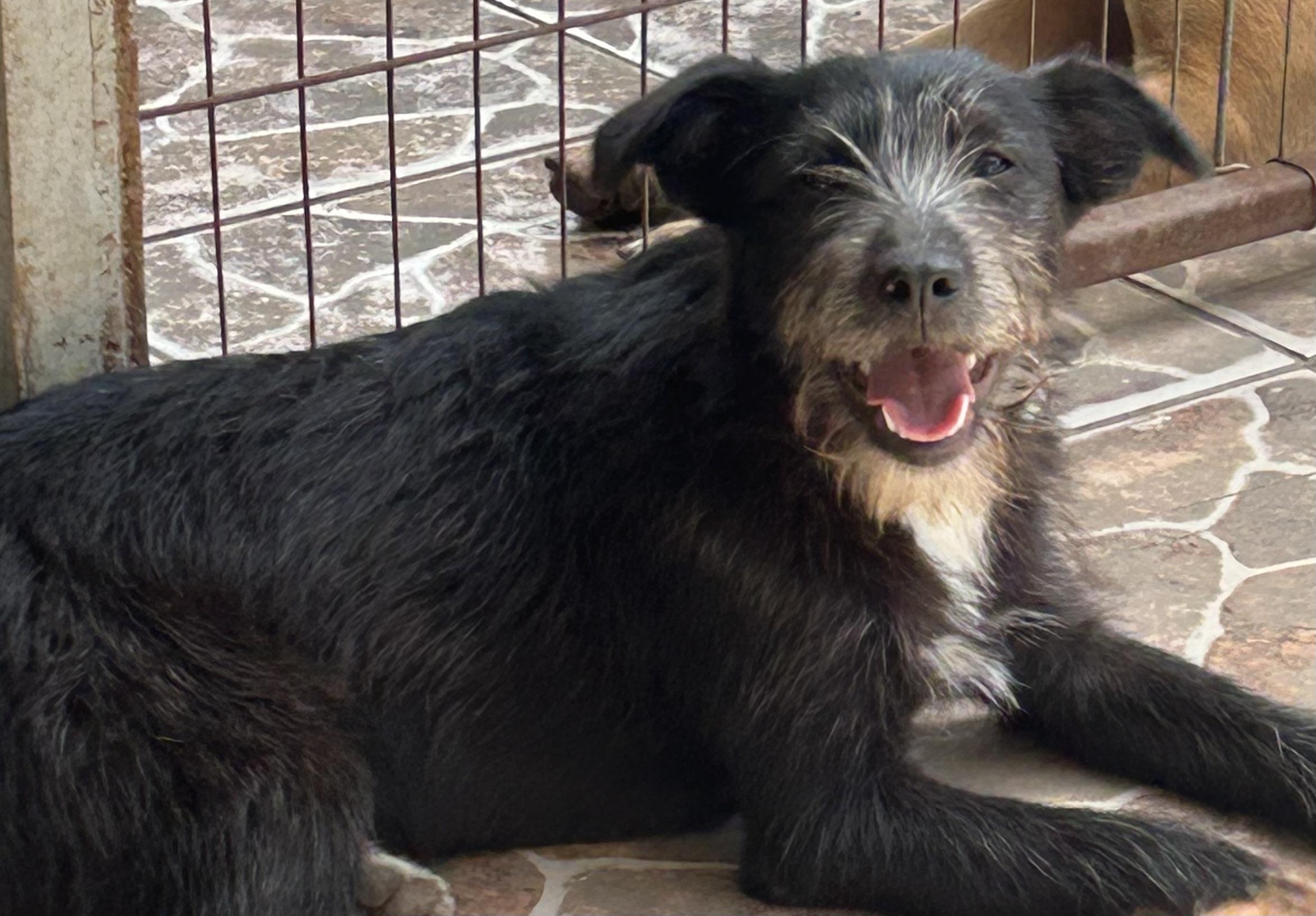 Enlarge Daisy, a ADOPTABLE mixed breed in San Diego, CA image 1/5