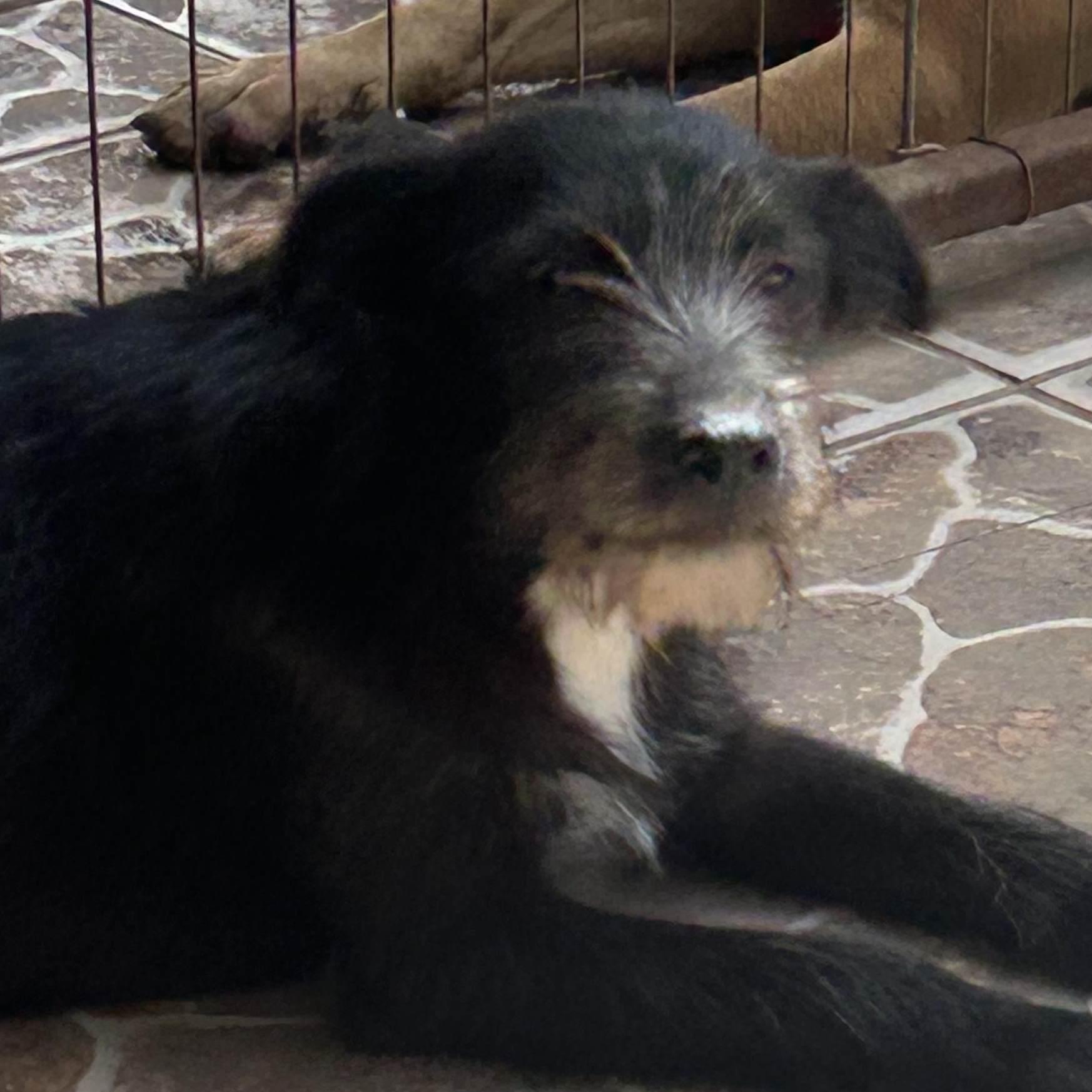 Enlarge Daisy, a ADOPTABLE mixed breed in San Diego, CA image 4/5