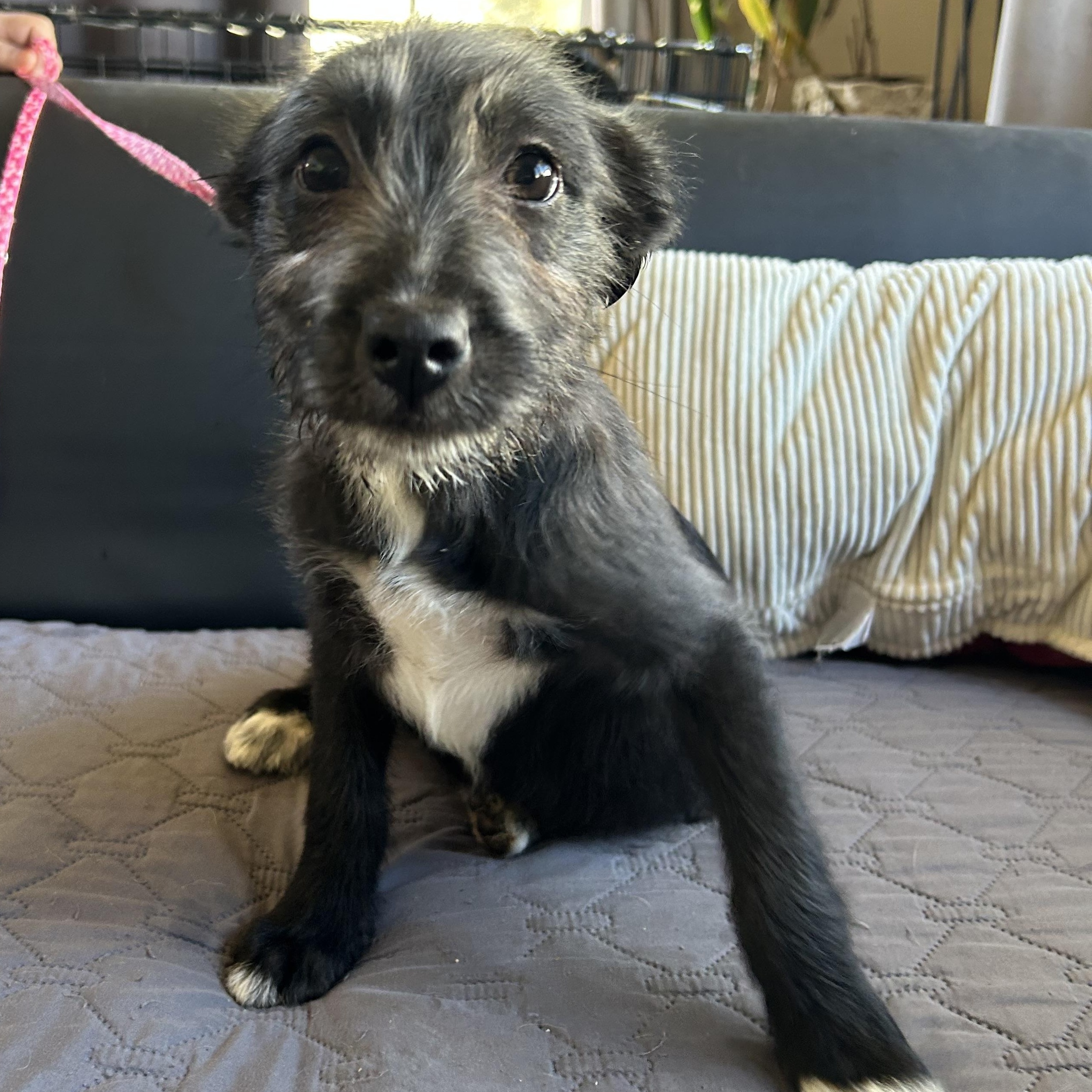 Enlarge Daisy, a ADOPTABLE mixed breed in Ensenada, BCN image 3/5