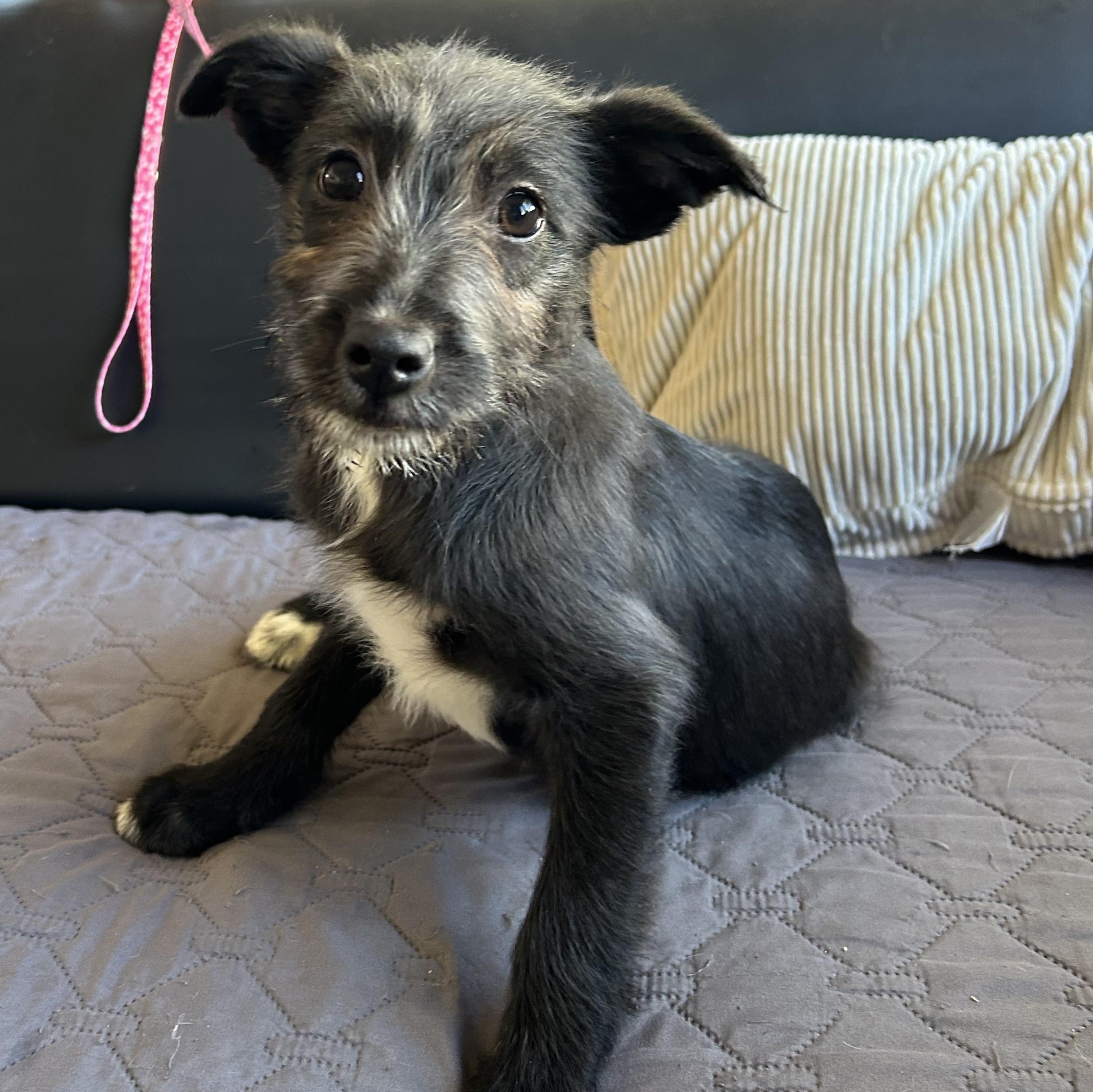 Enlarge Daisy, a ADOPTABLE mixed breed in Ensenada, BCN image 5/5