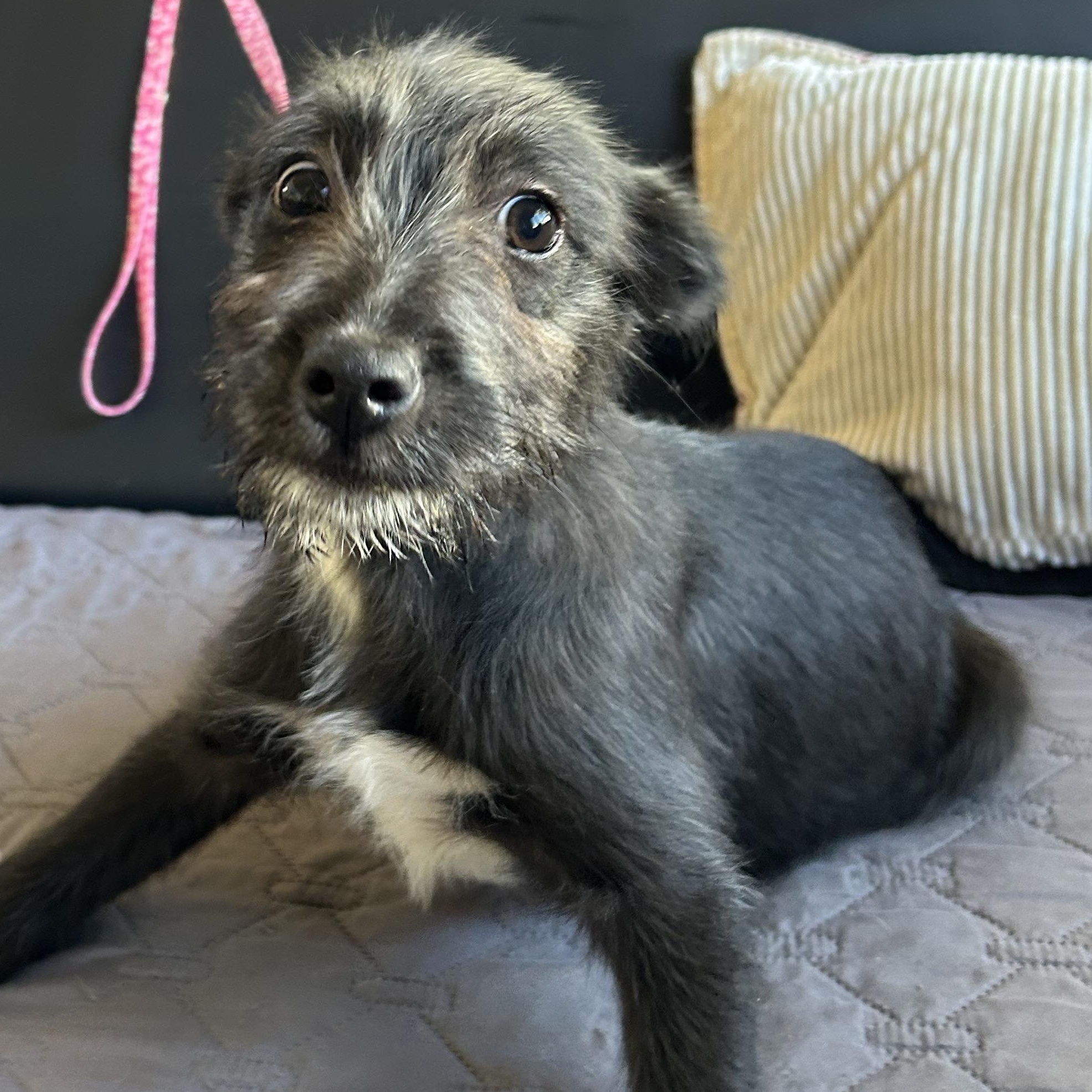 Enlarge Daisy, a ADOPTABLE mixed breed in Ensenada, BCN image 4/5