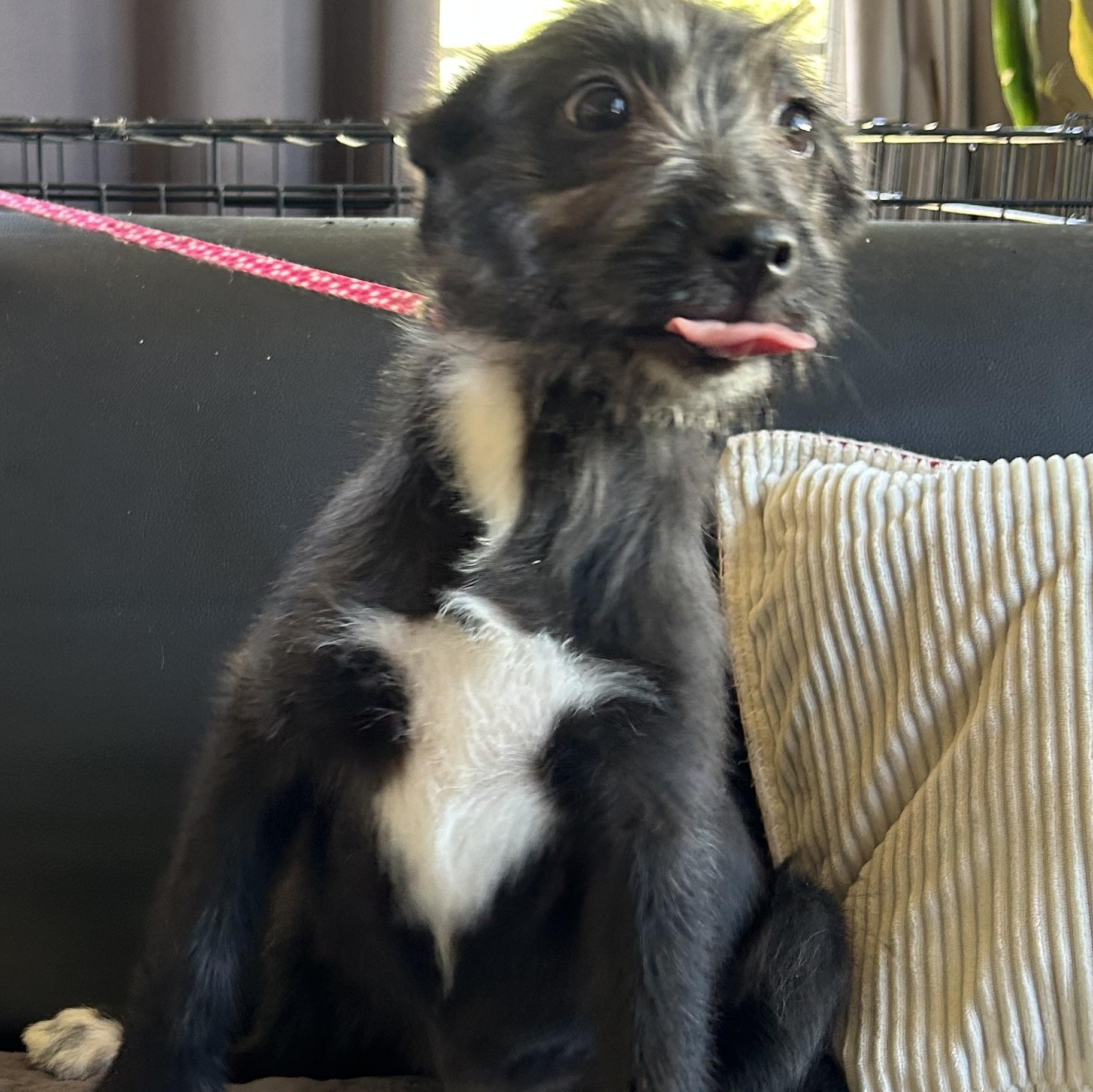 Daisy, ADOPTABLE, Puppy Female Schnauzer.