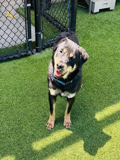 Enlarge GLORIA, a Adoptable Mixed Breed in Dallas, TX image 1/1