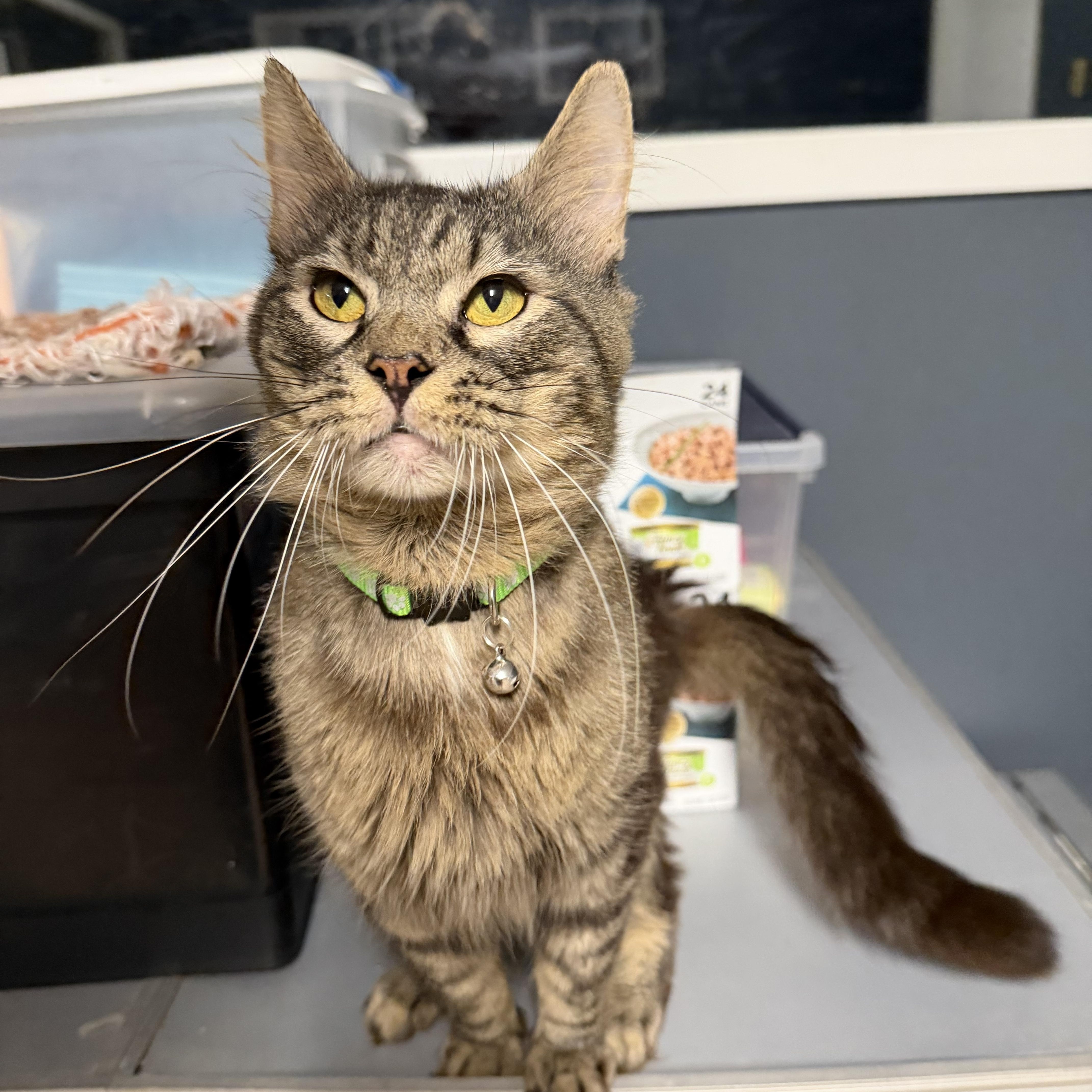 Enlarge Zeal, a Adoptable Domestic Medium Hair in Pottsville, PA image 1/3