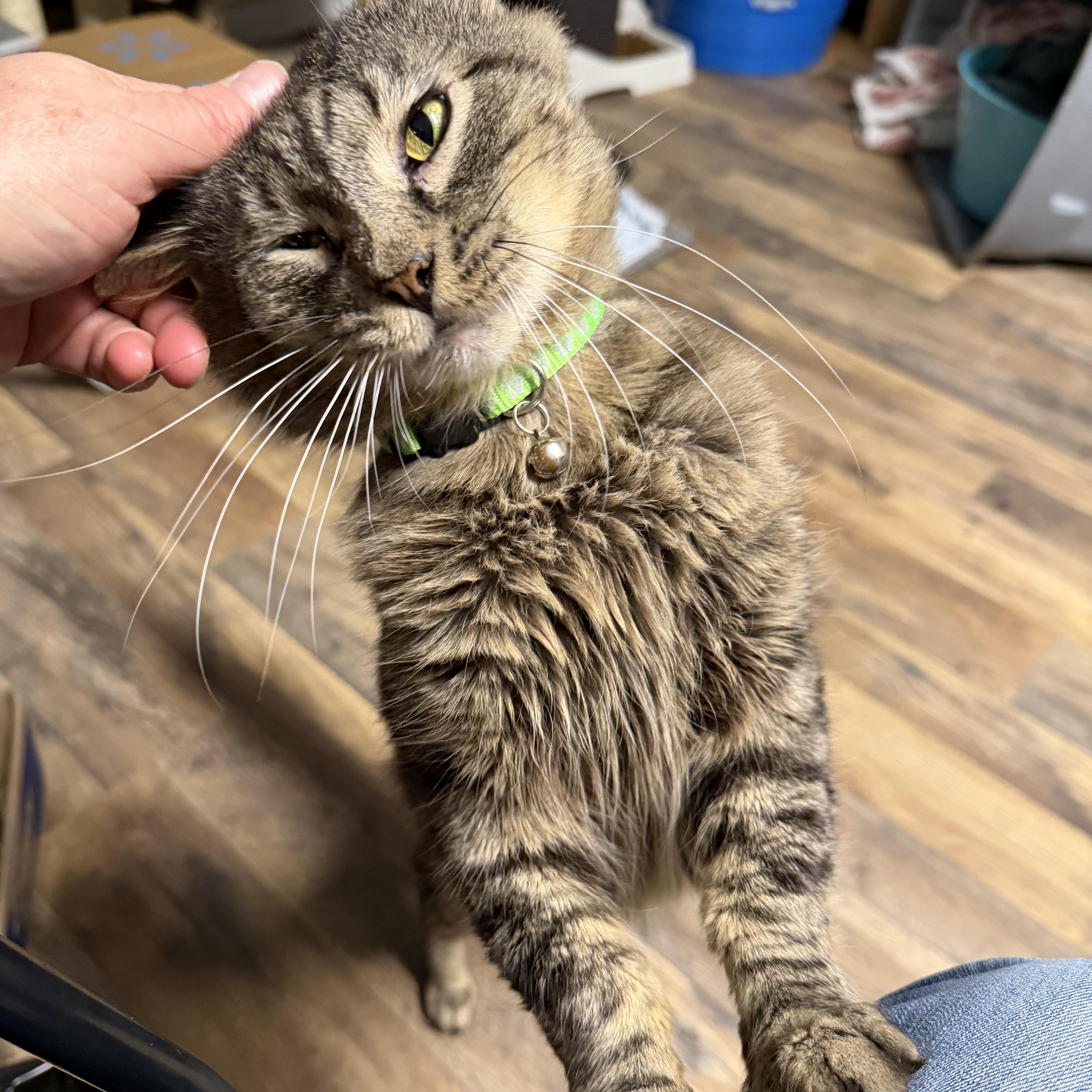 Enlarge Zeal, a Adoptable Domestic Medium Hair in Pottsville, PA image 2/3