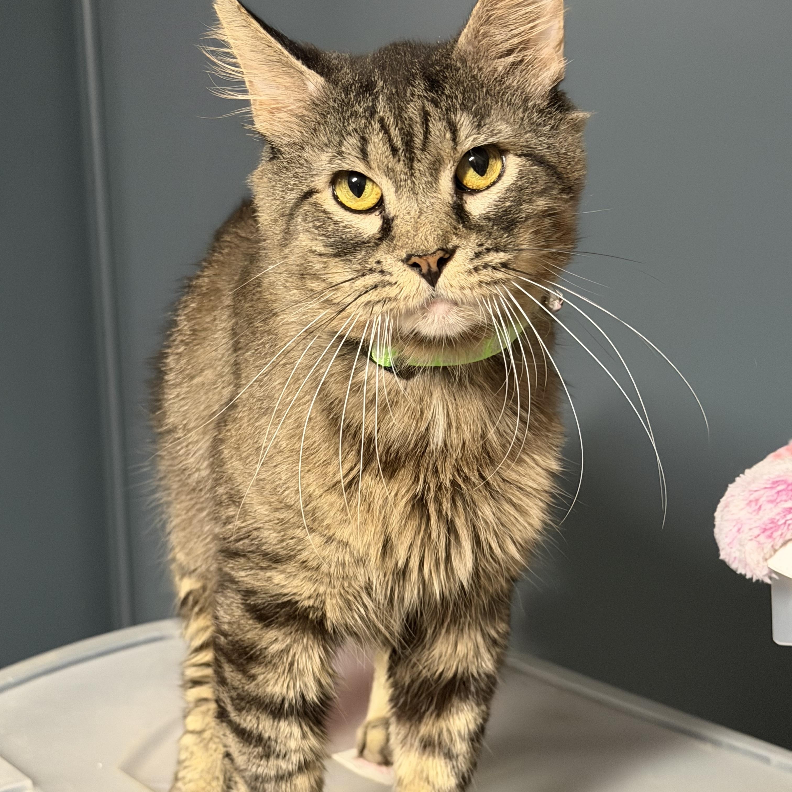 Enlarge Zeal, a Adoptable Domestic Medium Hair in Pottsville, PA image 3/3