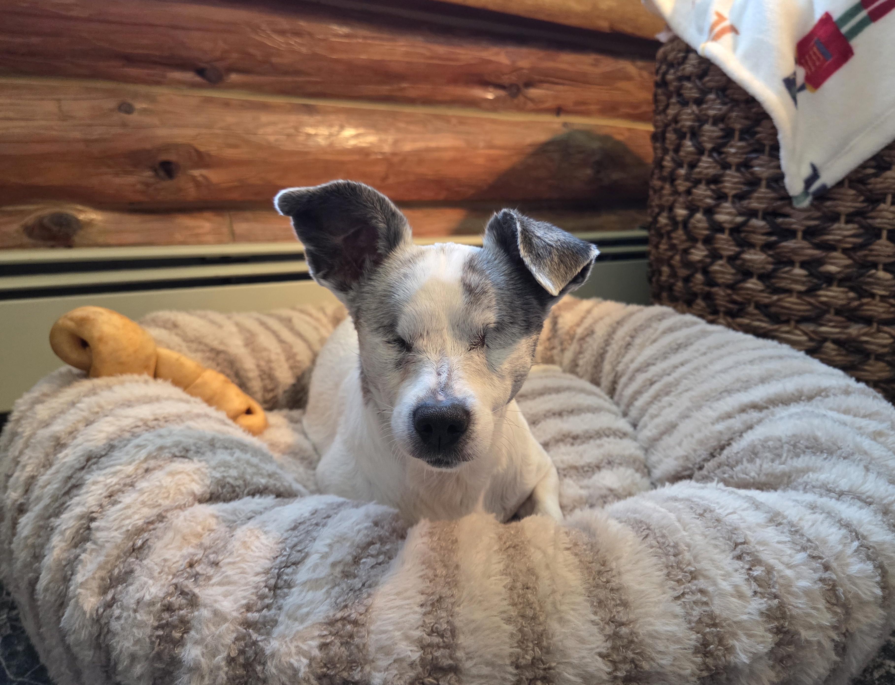 Enlarge Helen, a Adoptable mixed breed in Alma, WI image 1/6