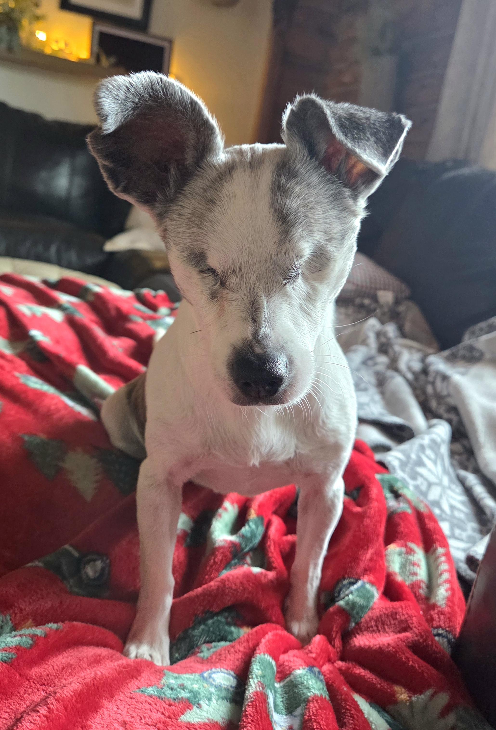 Enlarge Helen, a Adoptable mixed breed in Alma, WI image 3/6