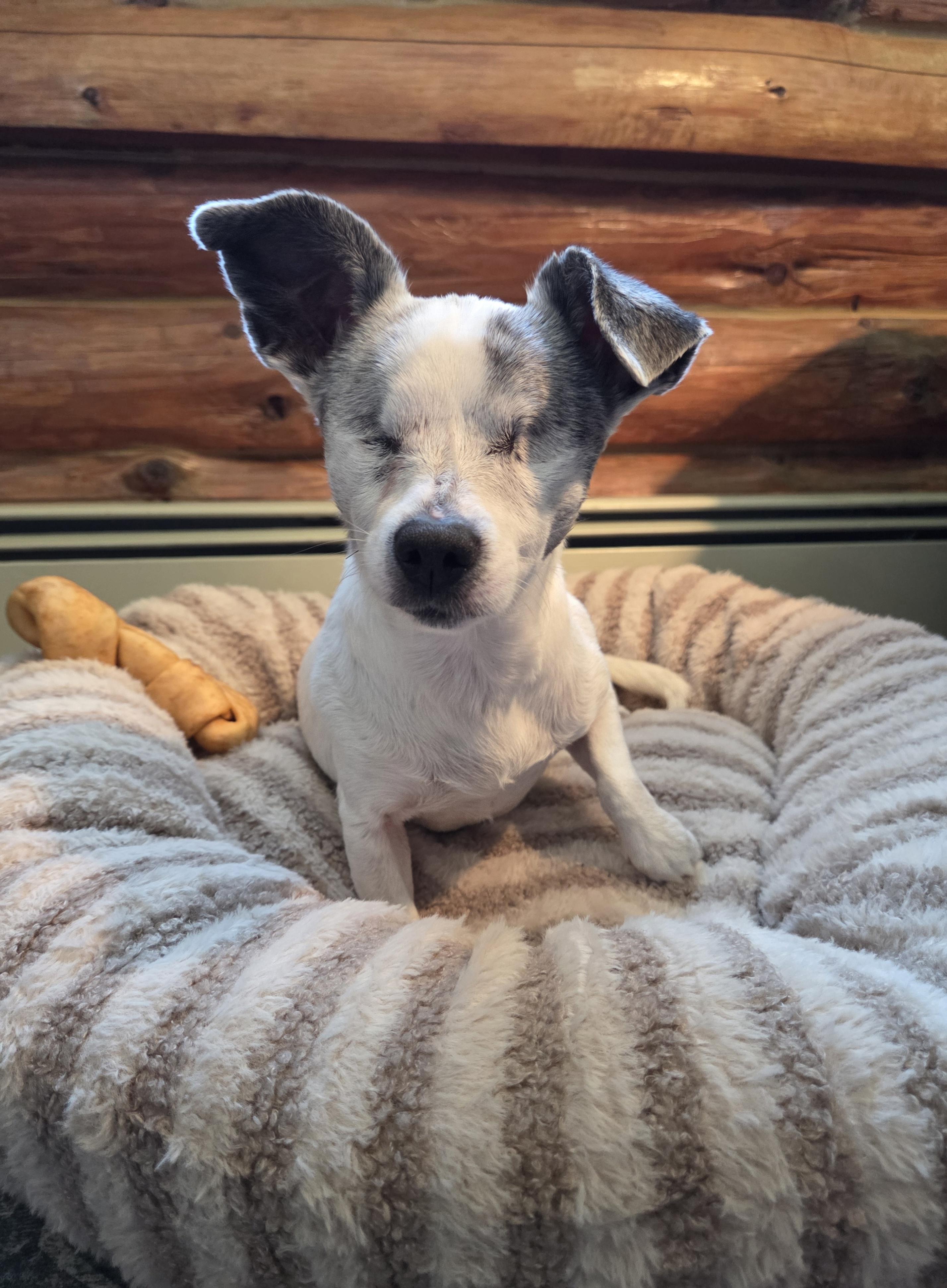 Enlarge Helen, a Adoptable mixed breed in Alma, WI image 4/6